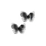 Whispering Wings