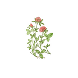Notes From an Overgrown Garden